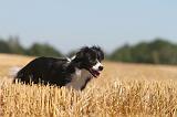 BORDER COLLIE 134